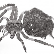 南花奈/Kana Minami　《蜘蛛/spider》　2009, 2014〜2015,　59.4x84.1cm,　ink on paper